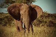 Olifant op de Serengetivlakte in Afrika van Jorien Melsen Loos thumbnail