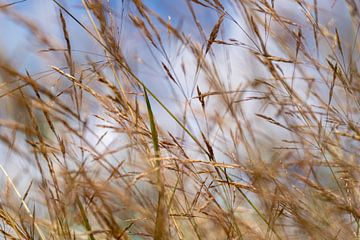 stevige wind door het bloeiende gras van Eugene Winthagen