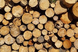 gefällte Baumstämme entlang des Weges in Schottland