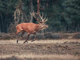Rothirsch Hoge Veluwe von Jerry Bouwmeester