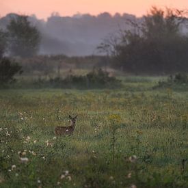 Haagse beemden sunrise, met ree. Verzoek. van Andre Gerbens