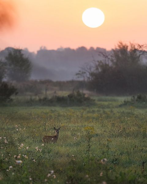 Haagse beemden sunrise, with roe deer. Request. by Andre Gerbens