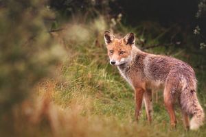 Fox sur Nicole Jagerman