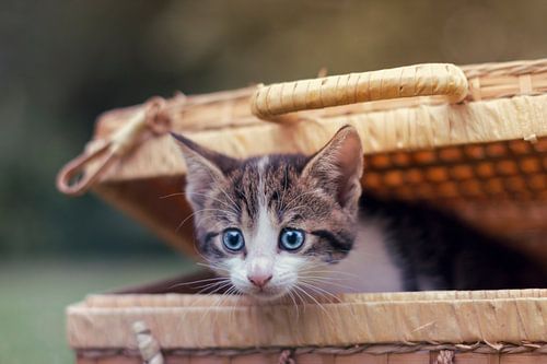Peek-a-boo kitten!