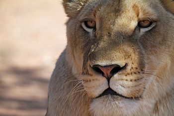 Gros plan sur une lionne vigilante