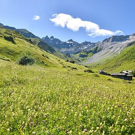 bunte Blumenwiese Alpenlandschaft St. Antönien Graubünden von SusaZoom