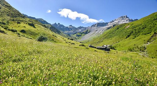 bunte Blumenwiese Alpenlandschaft St. Antönien Graubünden