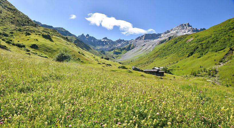 Colourful flower meadow Alpine landscape St. Antönien Graubünden by SusaZoom