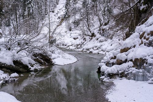 Rivier in winters bos