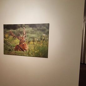 Customer photo: Fallow deer by Mieke Geurts-Korsten, on canvas