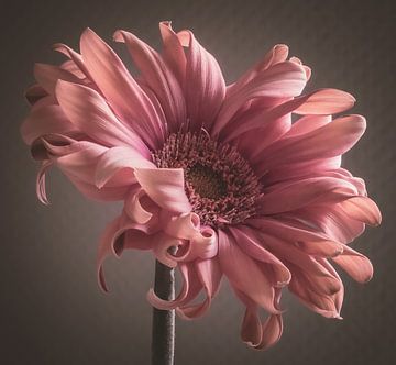 Fleur élégante de couleur rose tendre à la lumière naturelle sur Inkhere Art