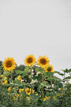Sonnenblumen bei bewölktem Wetter