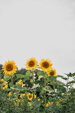 Sonnenblumen bei bewölktem Wetter von Laura Bosch