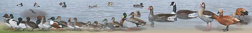 Oiseaux d'eau d'Europe centrale - Canards et oies sur Urft Valley Art
