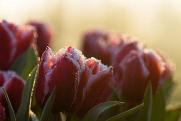 Tulipes des Pays-Bas au lever du soleil sur Hans Brinkel