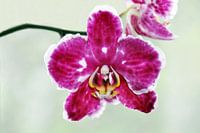 Rosa Orchidee