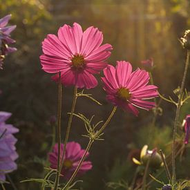 Cosmos flower pink and yellow with beautiful backlight by Robin Jongerden