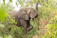 Tanzender Elefant