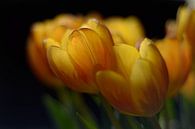 Tulpen op tafel van Jaap Kloppenburg thumbnail
