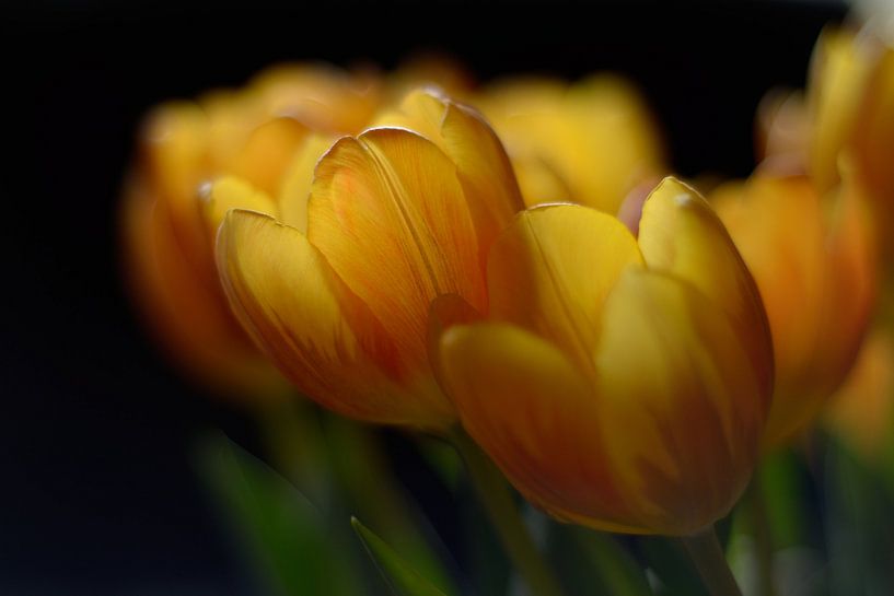 Tulpen auf dem Tisch von Jaap Kloppenburg