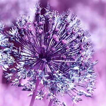 Allium sur Violetta Honkisz