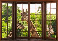 View from a wooden window