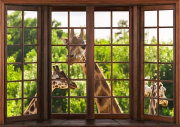 Vue d'une fenêtre en bois sur Bert Hooijer