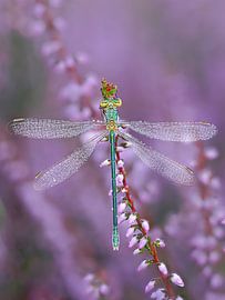 A damselfly in the droplets by Angela Kraan