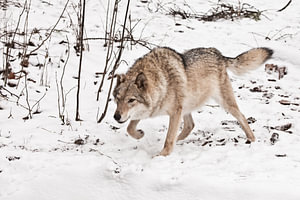 stehen, Bereitschaft zum Sprung. Graues Wolfsweibchen im Schnee, schönes, starkes Tier im Winter.