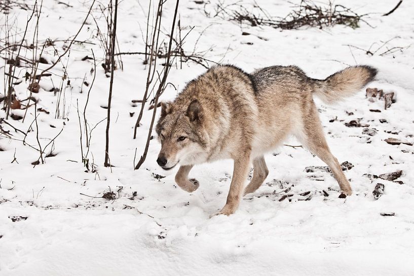 stand, readiness for a jump. Gray wolf female in the snow, beautiful strong animal in winter. by Michael Semenov