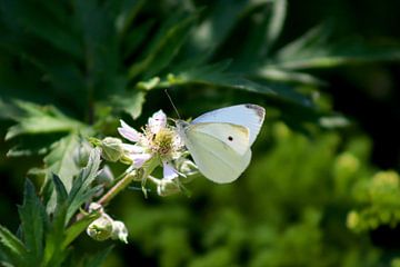 Papillon blanc du chou sur Carlijn Vos