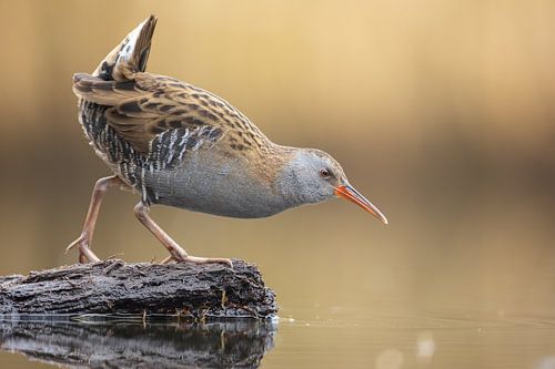 Wasserral posiert auf Balken