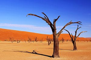 Dead Vlei Namibie sur W. Woyke