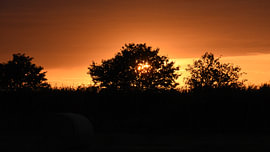 Look, the sun is shining through the trees by Erik Buitenhuis