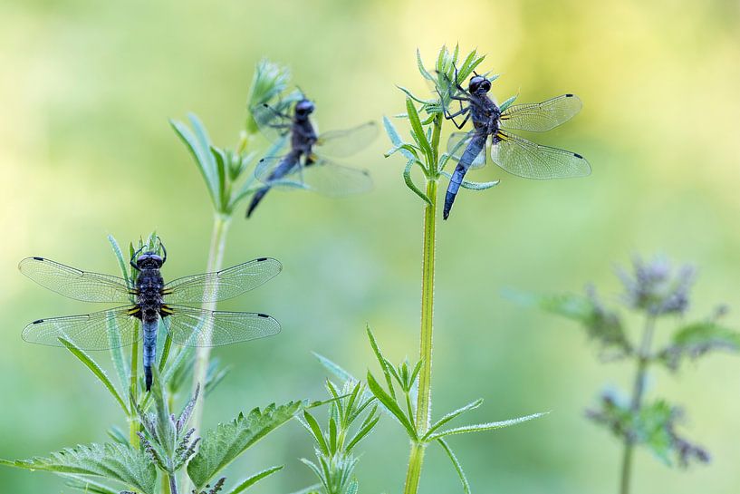Drei ruhende Männchen des Braunen Steinschmätzers (Libellula fulva) im frühen Morgenlicht von Nature in Stock