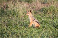 Un chacal dans le soleil du matin