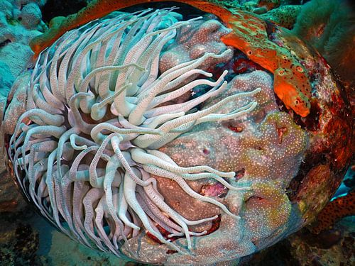 Anemoon gevangen in de bol