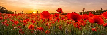 Setting sun in field of poppies | Panoramic by Melanie Viola