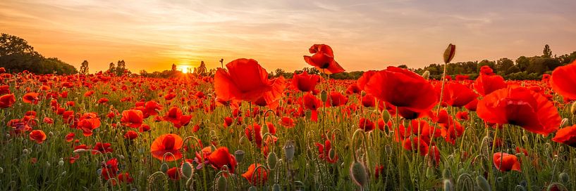 Ondergaande zon in een klaprozenveld | Panorama van Melanie Viola