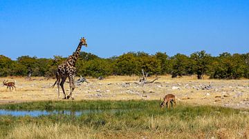 Girafes dans la savane de Namibie sur Roland Brack
