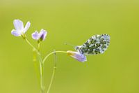 Orangefarbene Spitzen an der Kuckucksblume