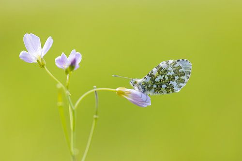 Orange tips on cuckoo flower