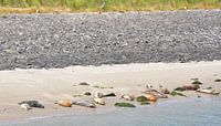 Zeehonden in de zon op het strand van Piet Kooistra thumbnail
