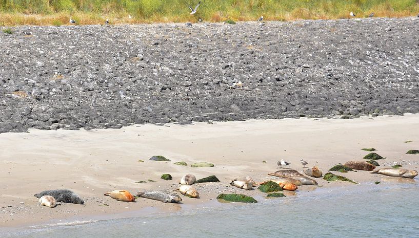 Zeehonden in de zon op het strand van Piet Kooistra