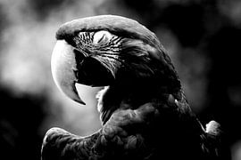 Papagei von Studio Heyki