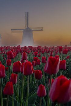 Tulipes et moulin dans la brume