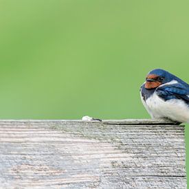 Boerenzwaluw  ( Hirundo rustica ) op een hek van Andrea de Vries