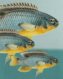 Klassische Fischmotive 12 von Fernando Vieira