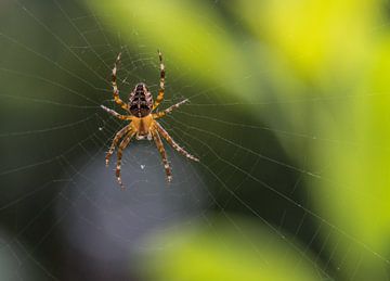 De herfst is begonnen voor deze spin van Cilia Brandts
