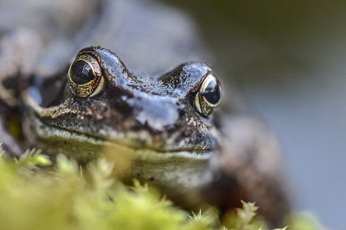 Frog on moss